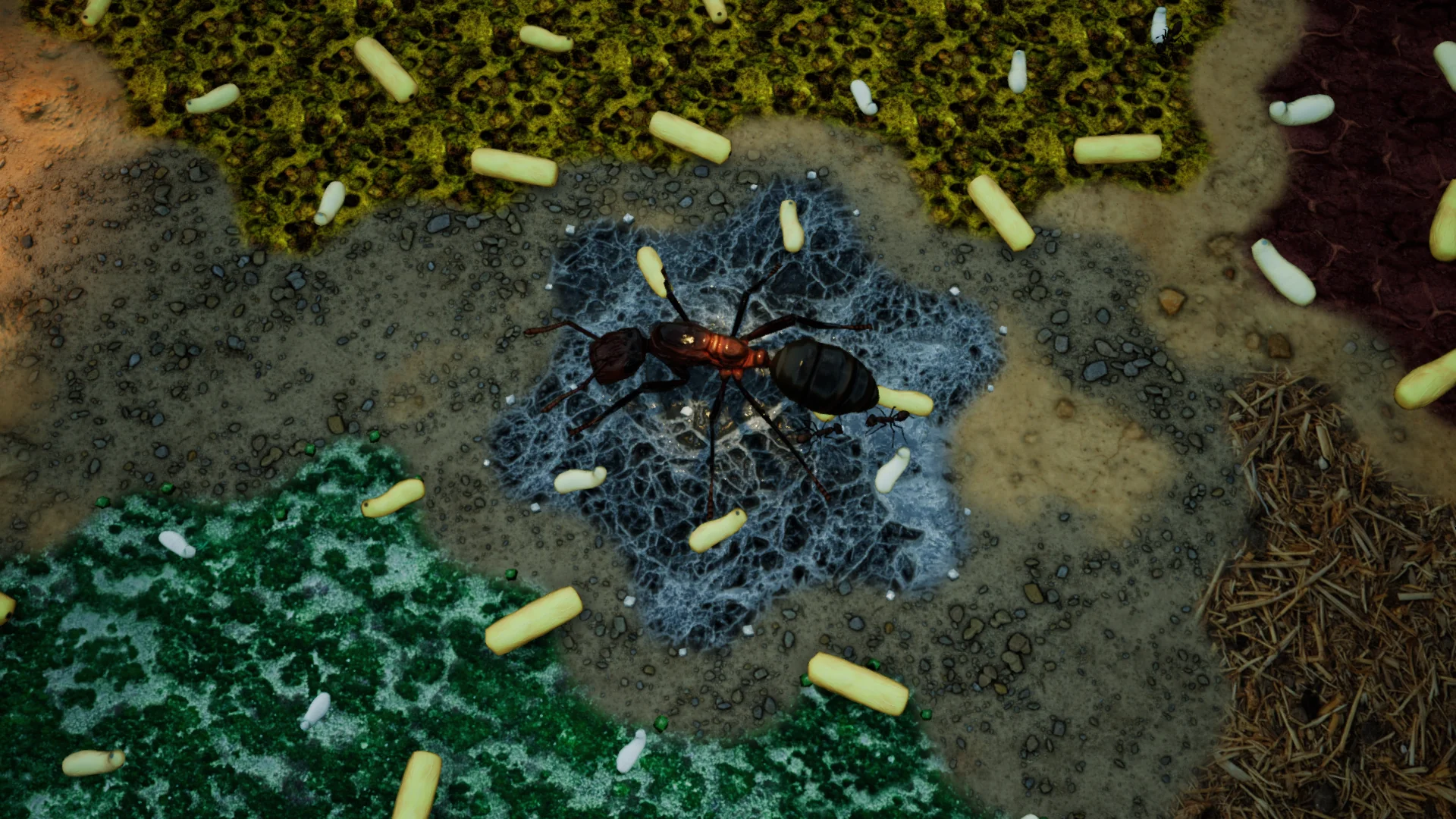 Miniatura 11